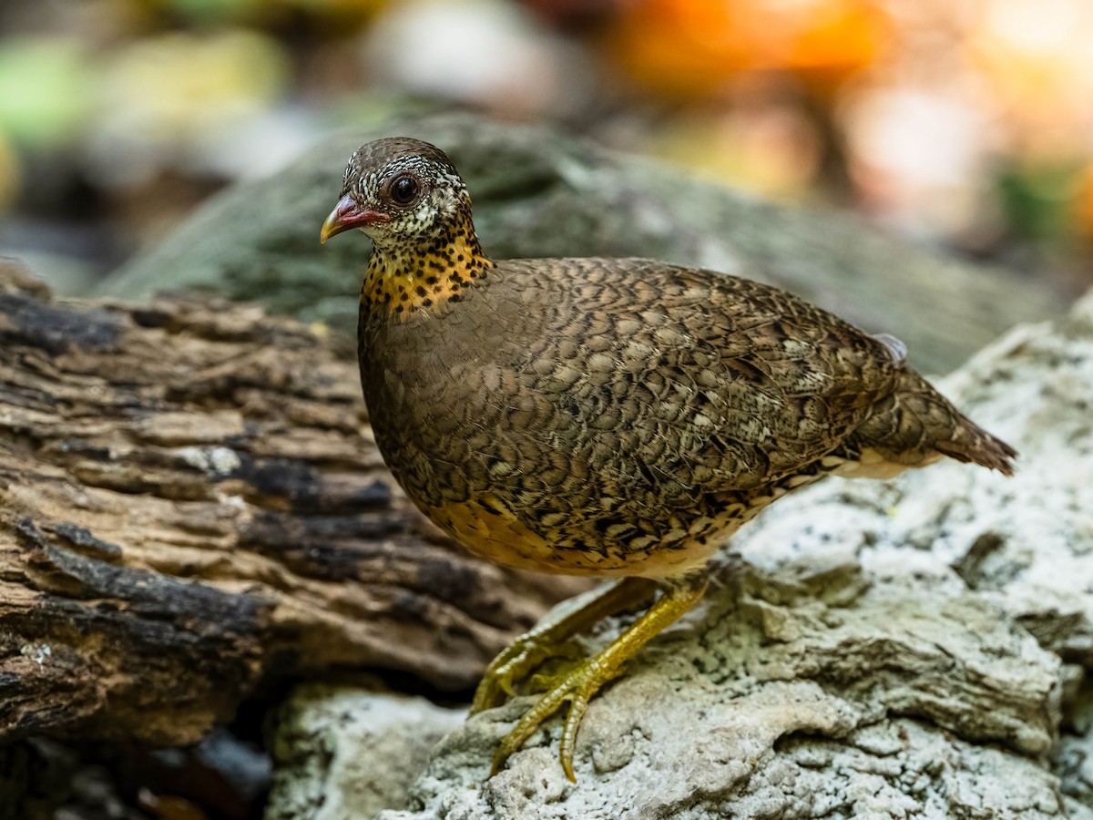 Scaly-breasted Partridge - ML617358974