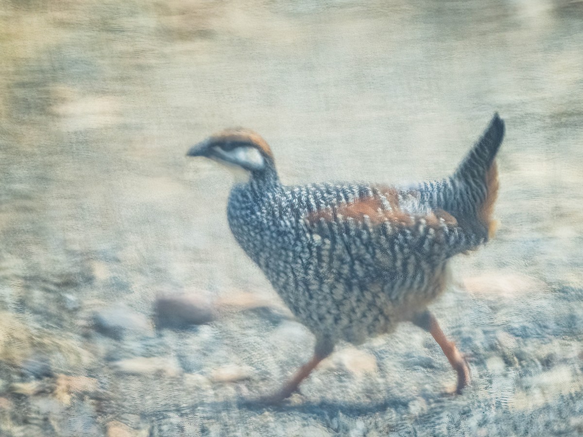 Chinese Francolin - ML617359036