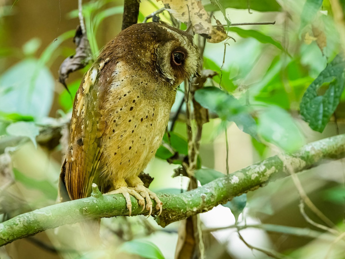 White-fronted Scops-Owl - Boon Chong Chen
