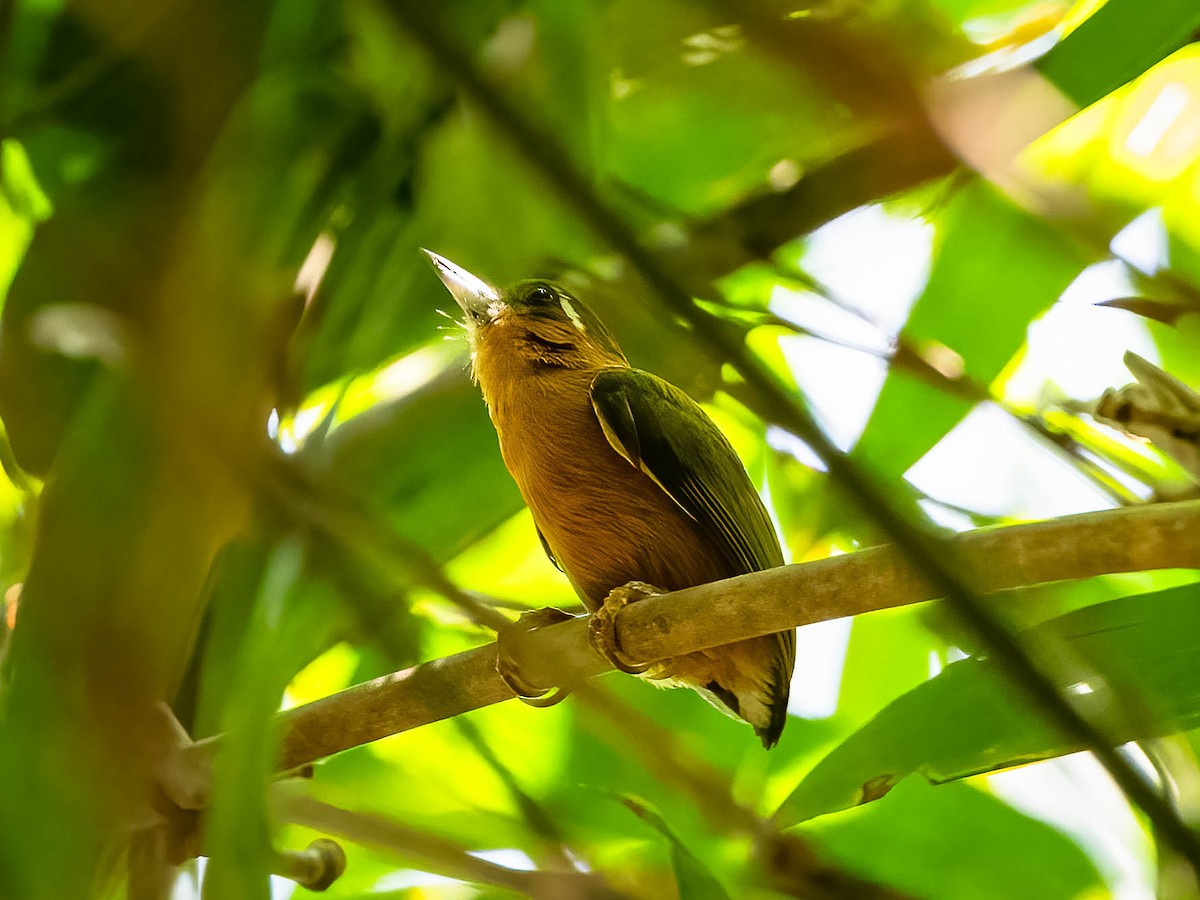 White-browed Piculet - Boon Chong Chen