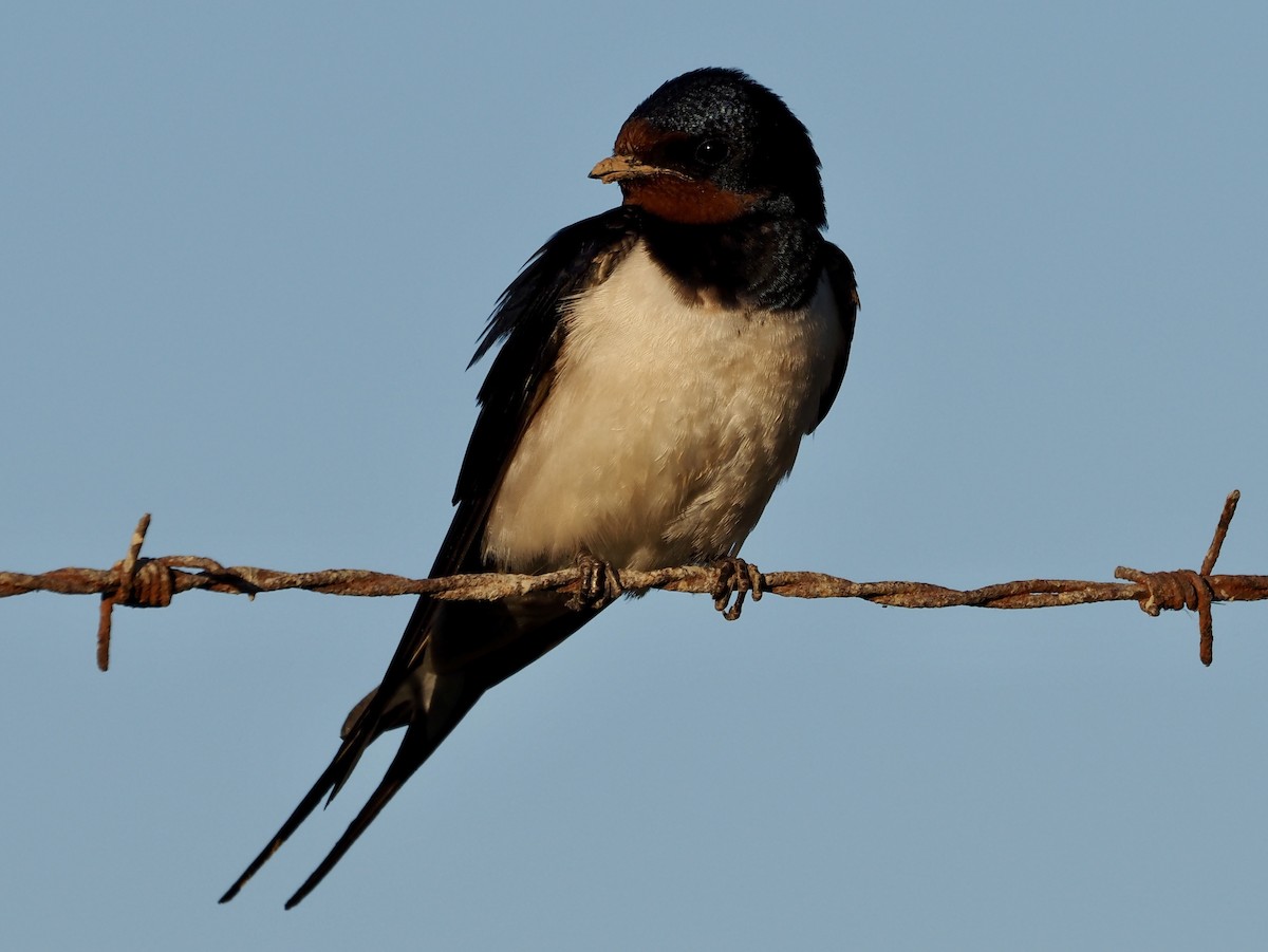 Barn Swallow (White-bellied) - ML617359201