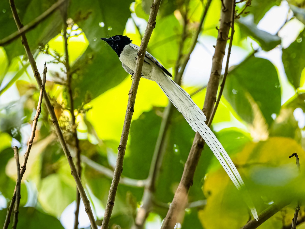 Blyth's Paradise-Flycatcher - Boon Chong Chen