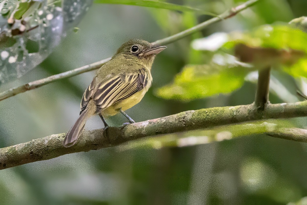Western Olivaceous Flatbill - ML617359207
