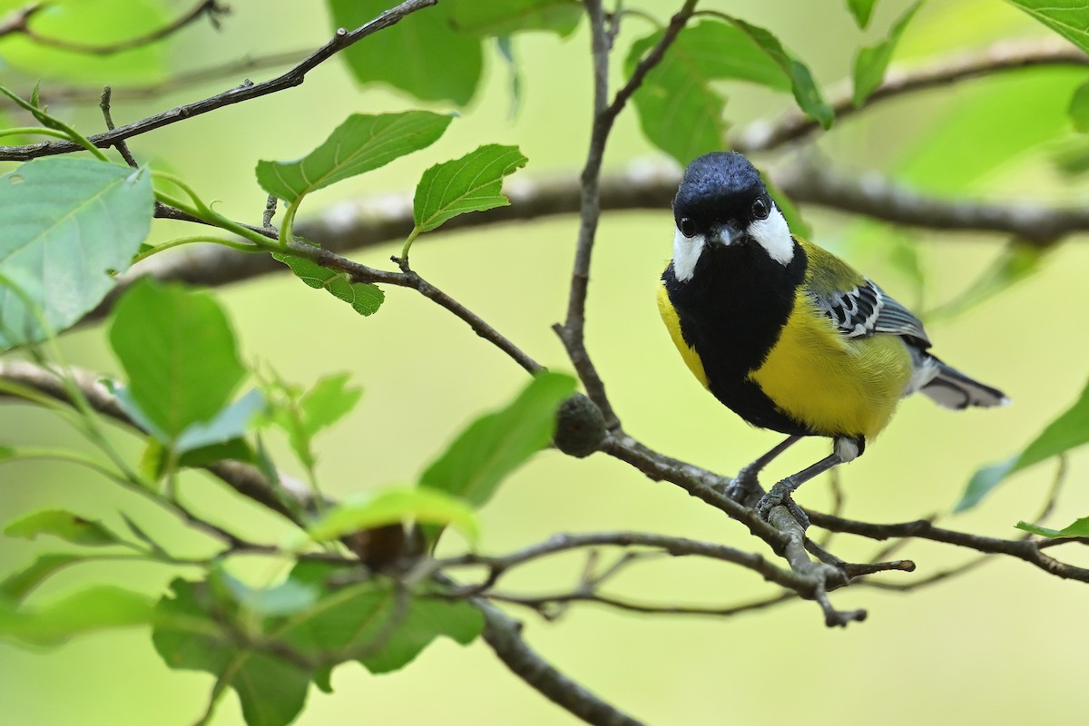 Green-backed Tit - ML617359233