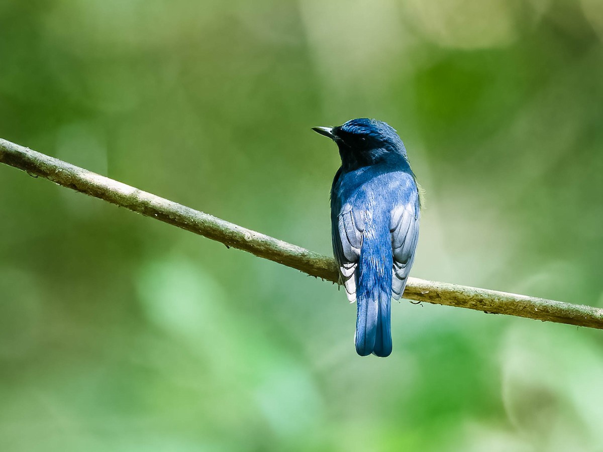 Blue-throated/Chinese Blue Flycatcher - ML617359240