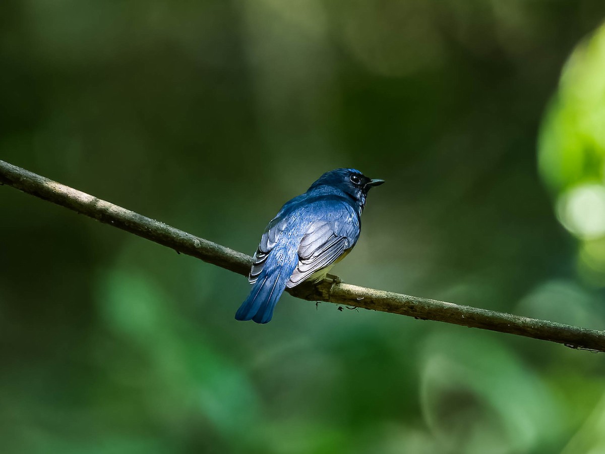 Blue-throated/Chinese Blue Flycatcher - Boon Chong Chen