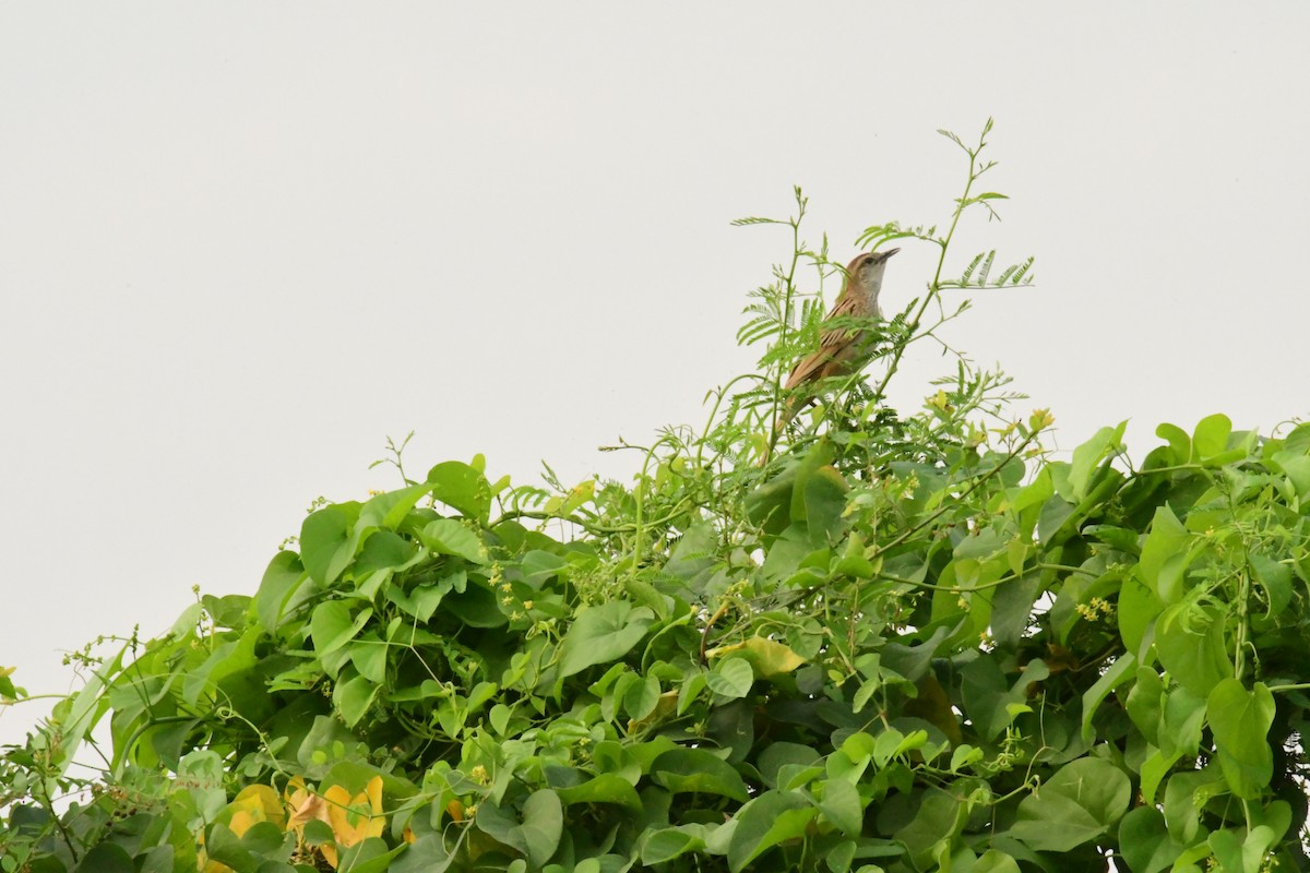 Striated Grassbird - ANUSREE DATTA