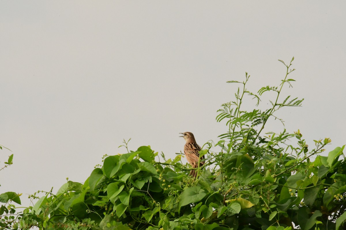 Striated Grassbird - ANUSREE DATTA