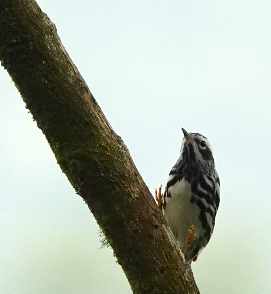 Black-and-white Warbler - ML617359528