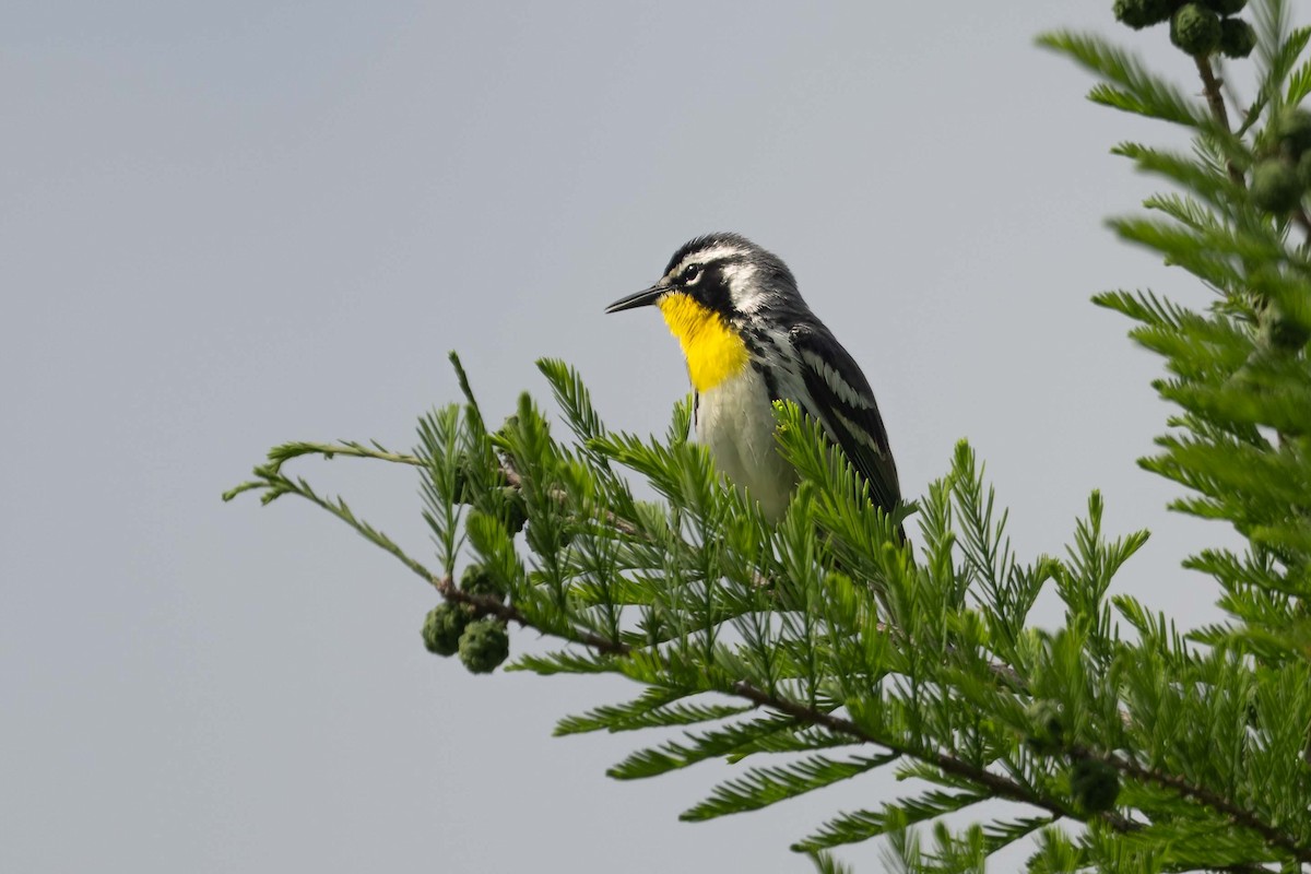 Yellow-throated Warbler - ML617359560