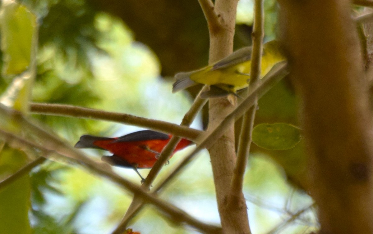 Scarlet Tanager - ML617359574