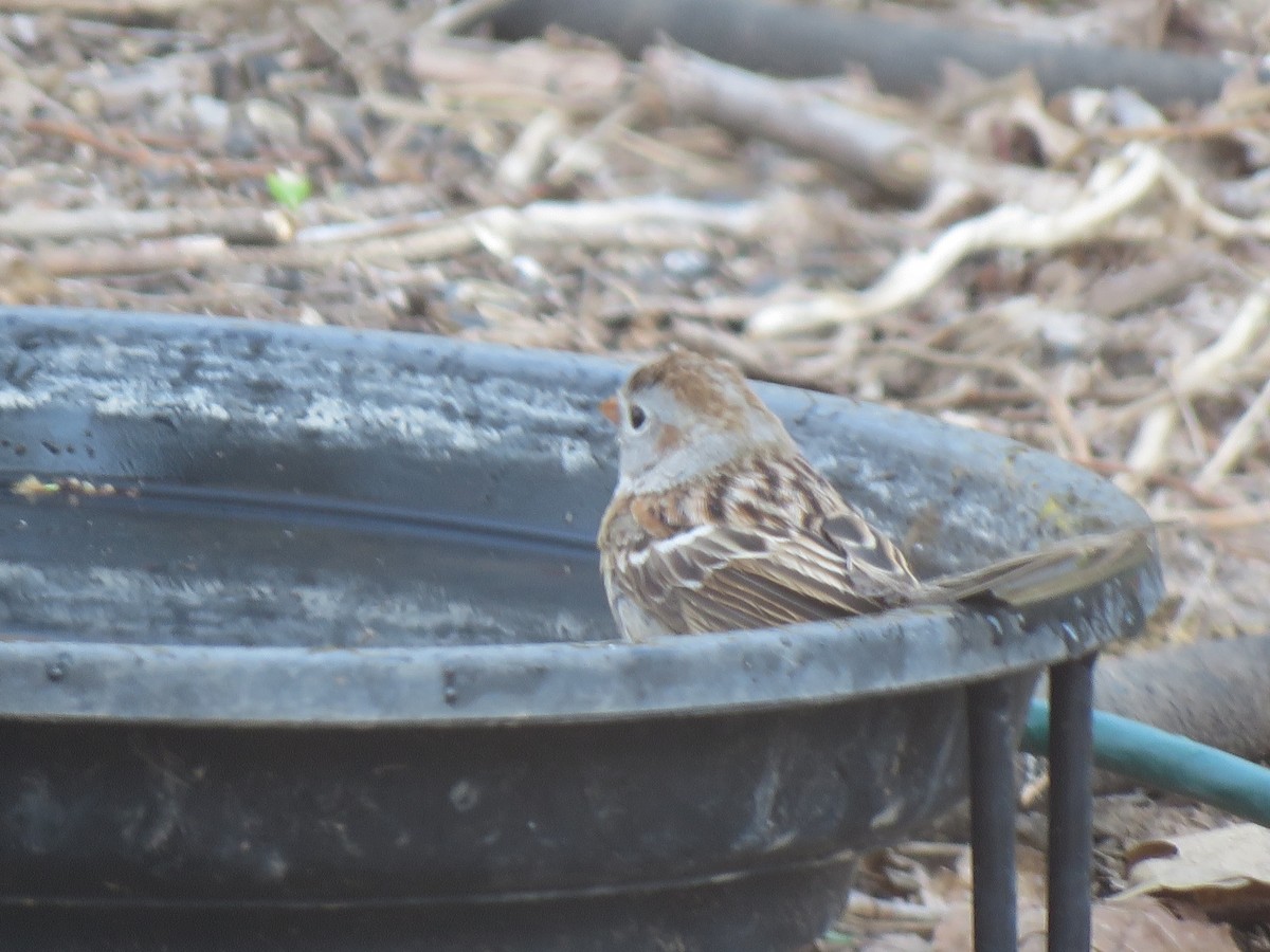 Field Sparrow - Lisa Hoffman