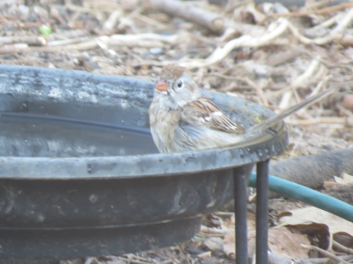Field Sparrow - ML617359586