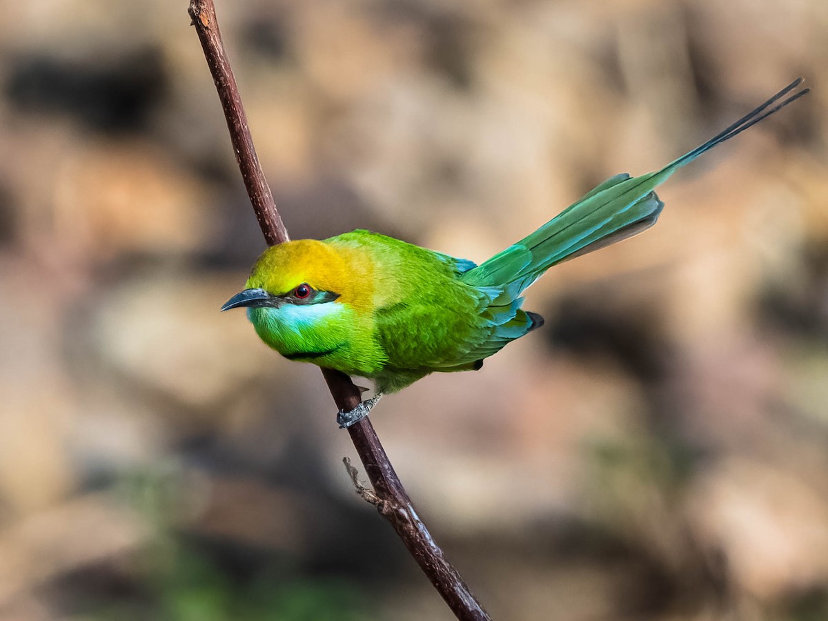 Asian Green Bee-eater - ML617359595
