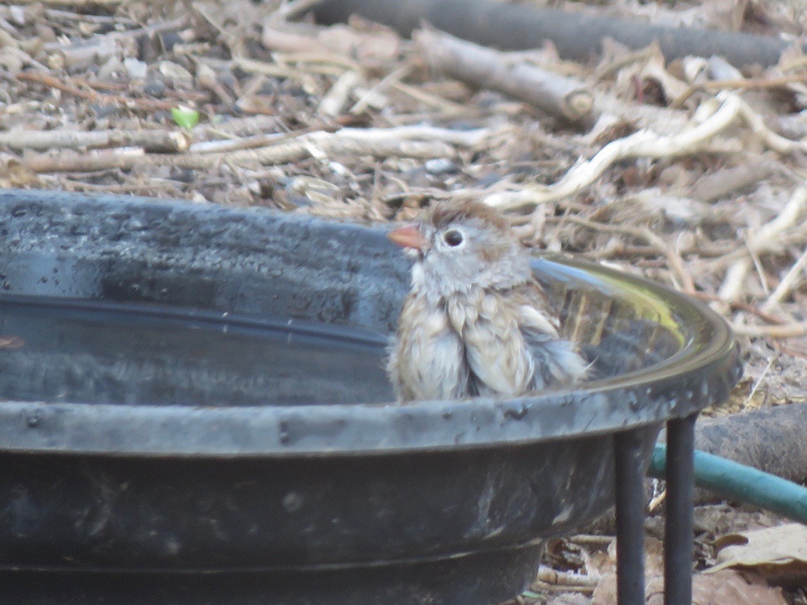 Field Sparrow - ML617359608