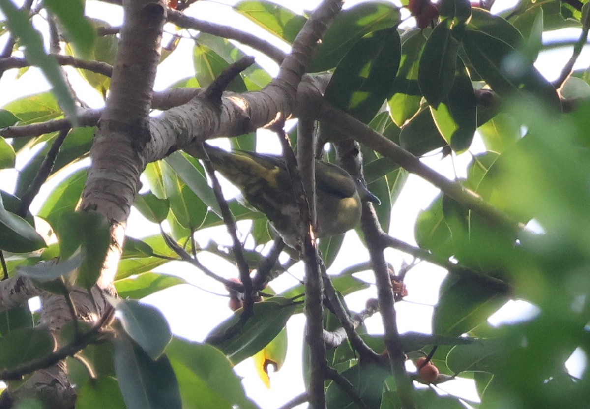 Yellow-vented Green-Pigeon - ML617359614