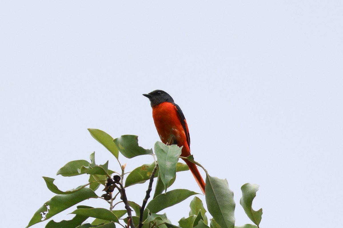 赤紅山椒鳥 - ML617359655