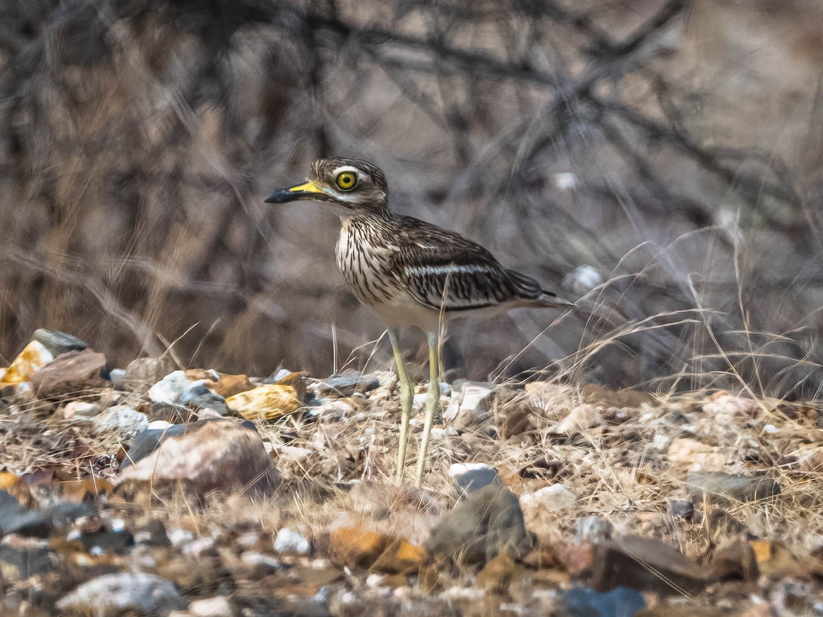 Indian Thick-knee - ML617359698