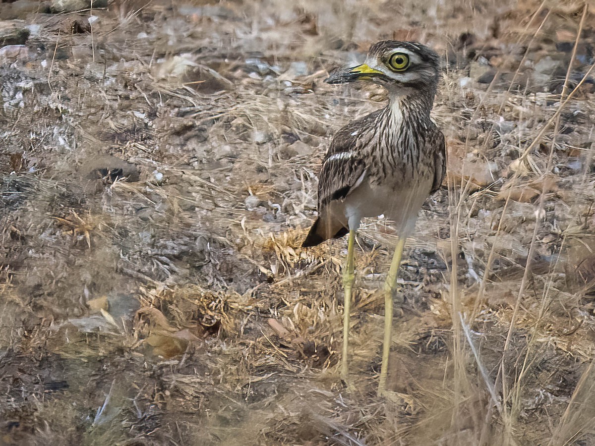 Indian Thick-knee - ML617359705