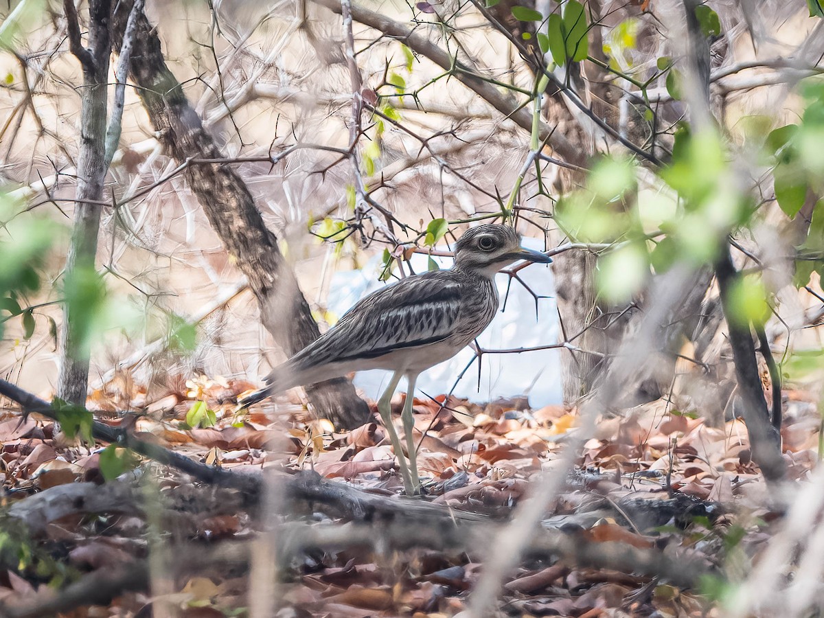 Indian Thick-knee - Boon Chong Chen