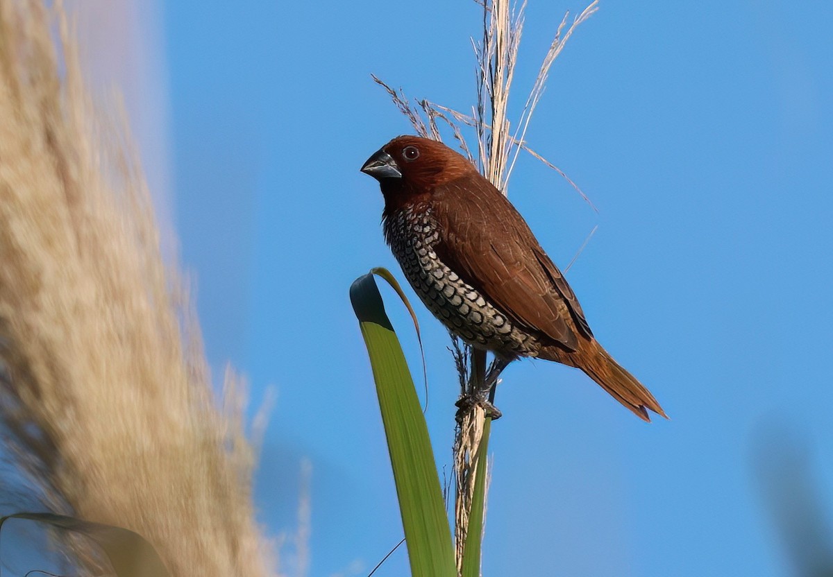 Scaly-breasted Munia - James Sherwonit