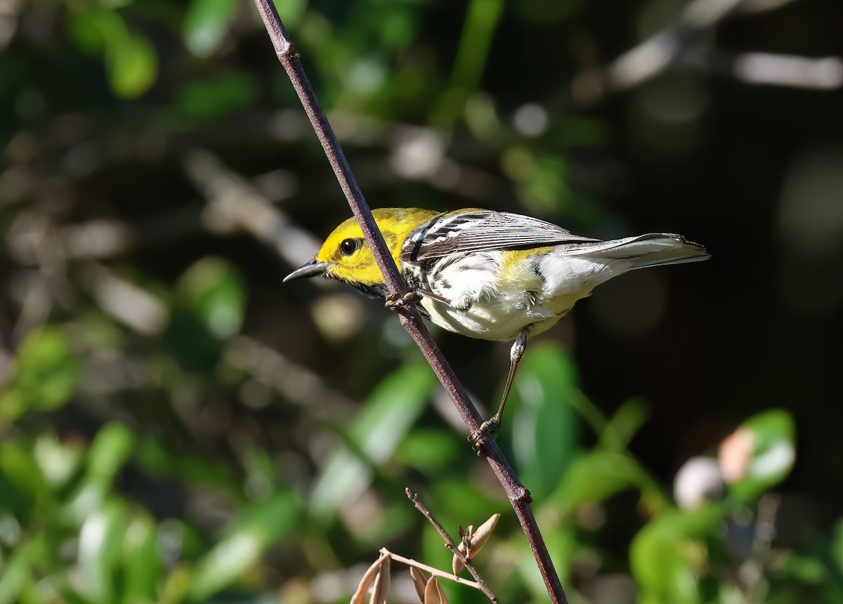 Black-throated Green Warbler - James Sherwonit