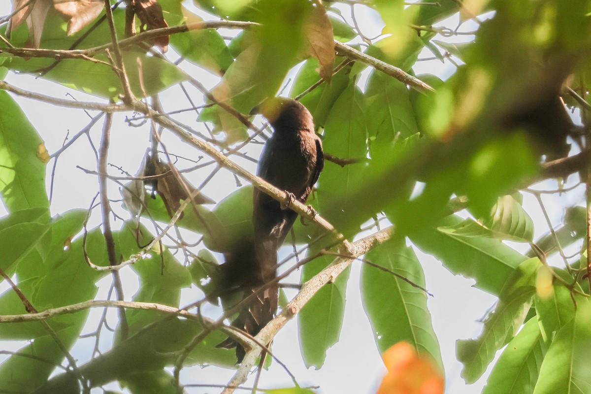 Ratchet-tailed Treepie - Krit Adirek