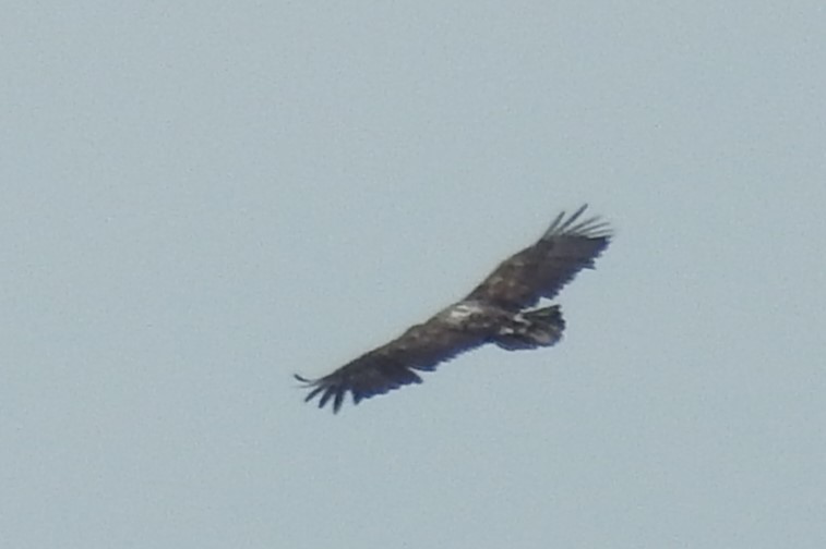White-tailed Eagle - David Kuster