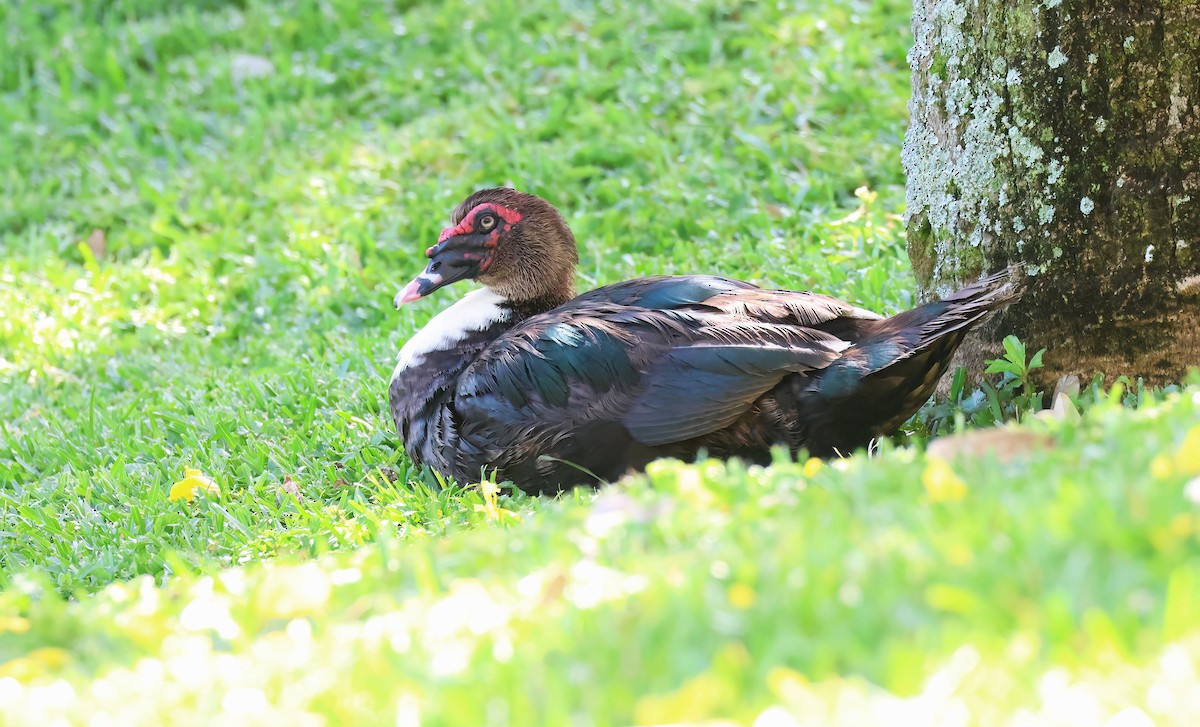 Muscovy Duck (Domestic type) - ML617359808