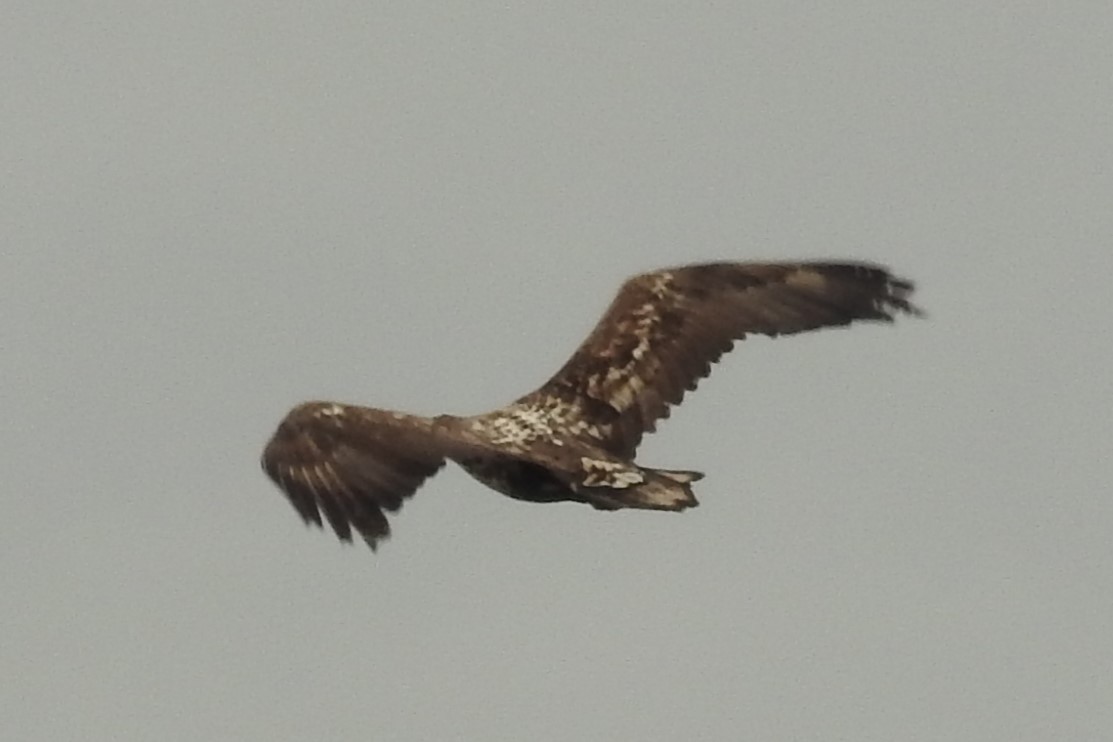 White-tailed Eagle - ML617359813