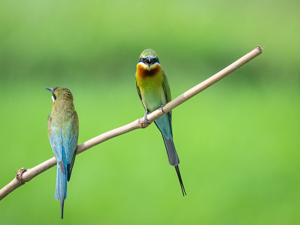 Blue-tailed Bee-eater - ML617359844