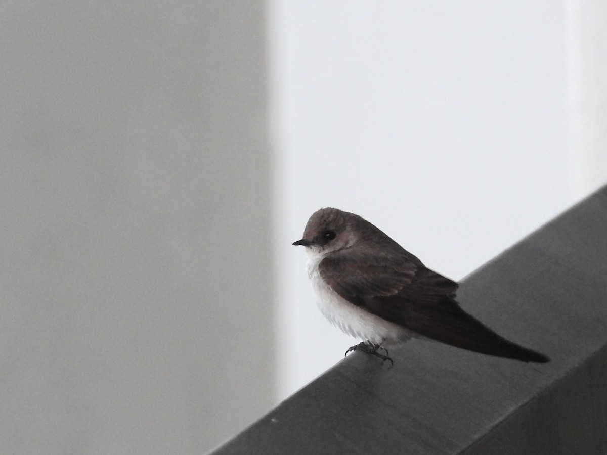 Northern Rough-winged Swallow - ML617359886