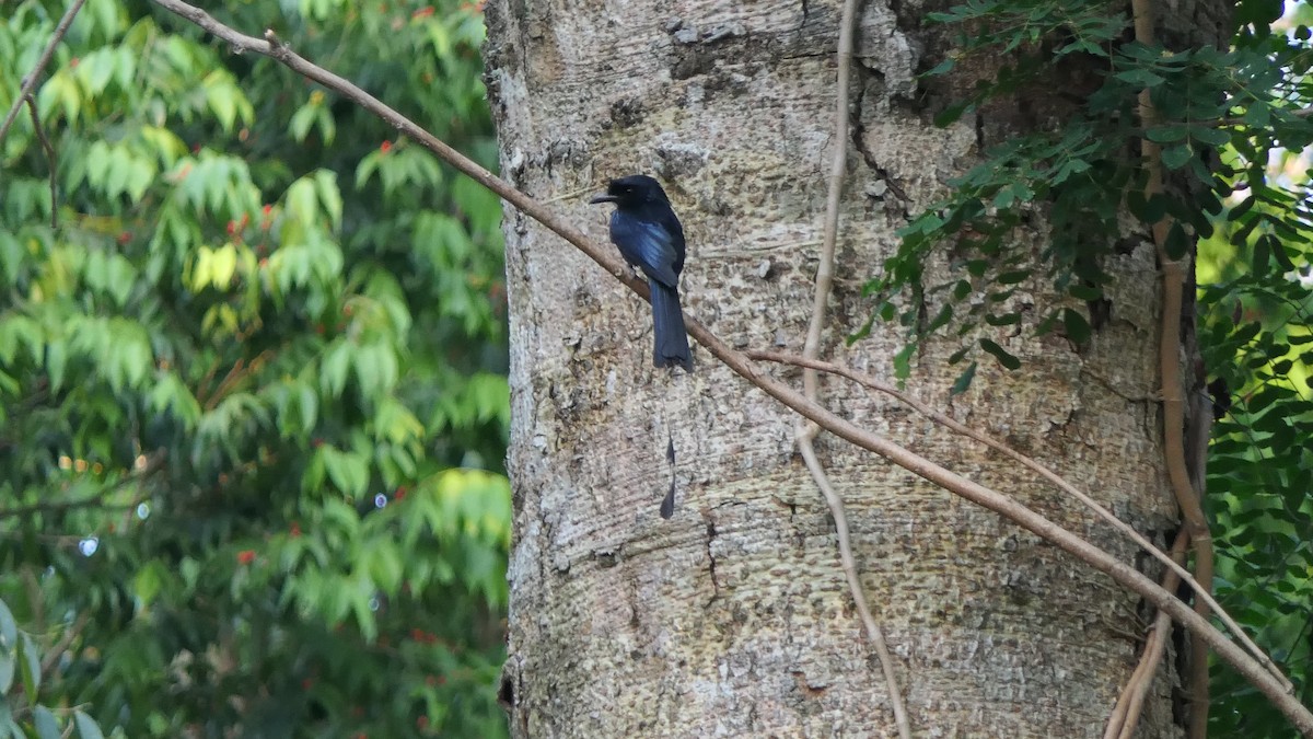 Greater Racket-tailed Drongo - ML617359920
