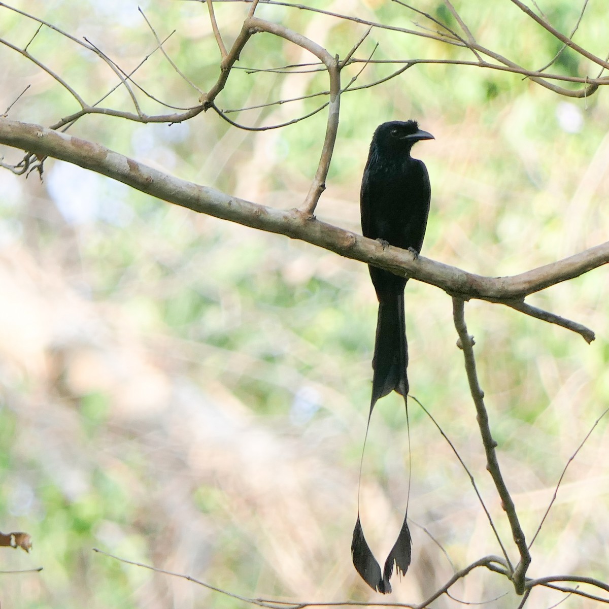 Greater Racket-tailed Drongo - ML617359921