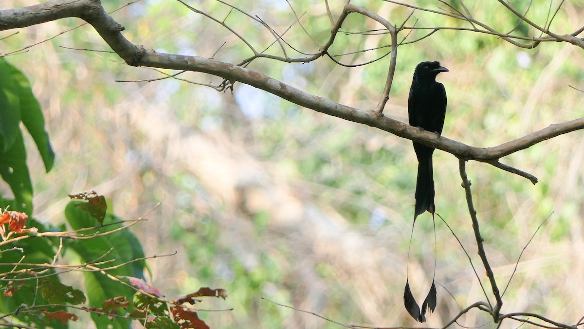 Greater Racket-tailed Drongo - ML617359922