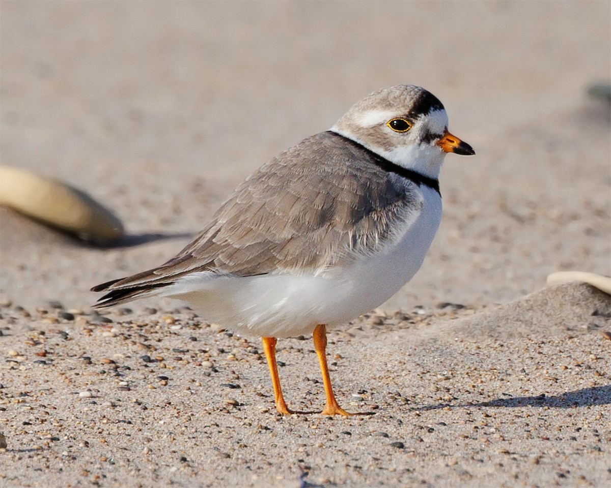 Piping Plover - ML617360034