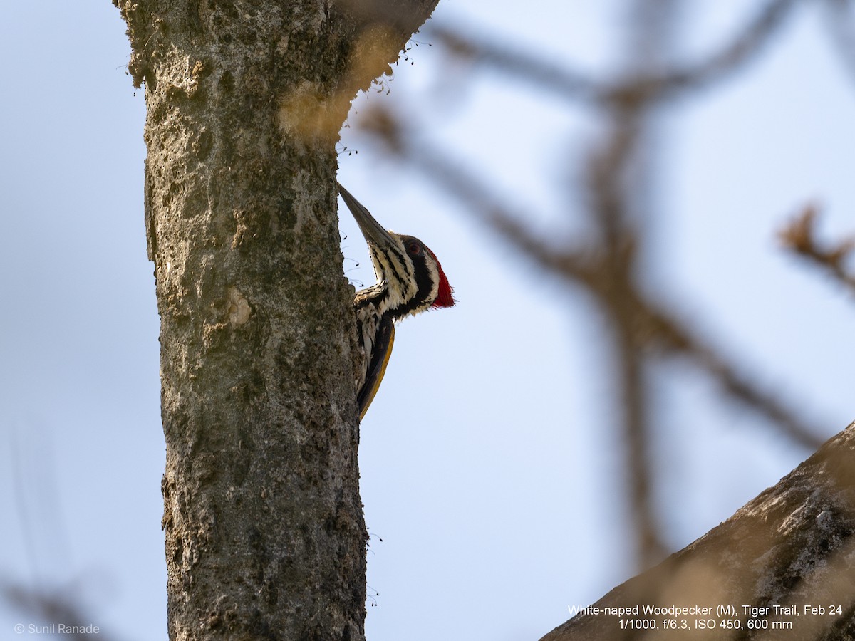 White-naped Woodpecker - Sunil Ranade