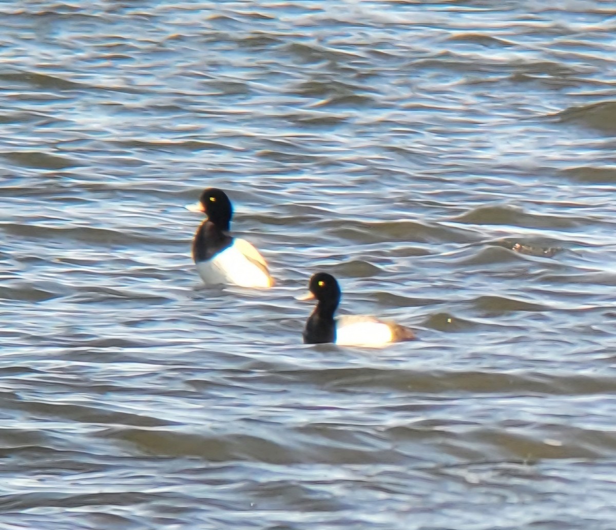 Greater Scaup - ML617360107