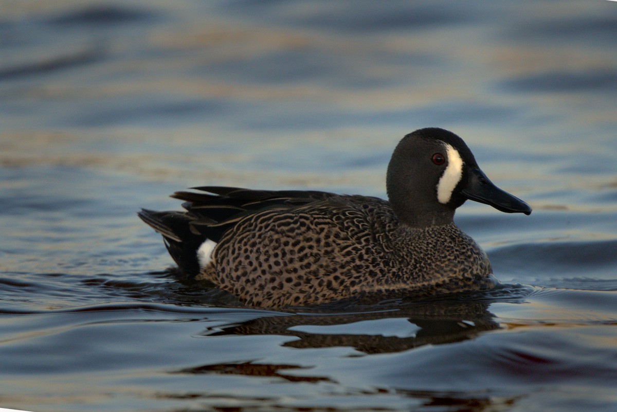 Blue-winged Teal - ML617360108