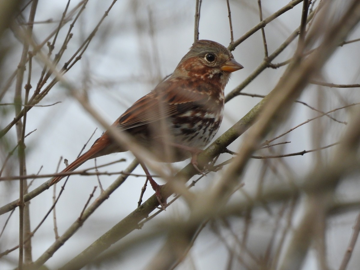 Fox Sparrow (Red) - ML617360133