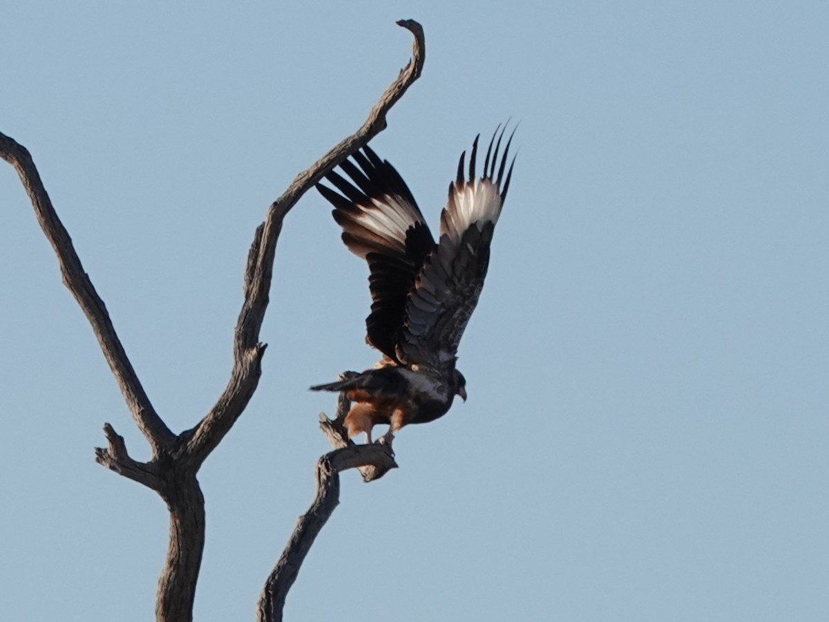 Wedge-tailed Eagle - Steve Kornfeld