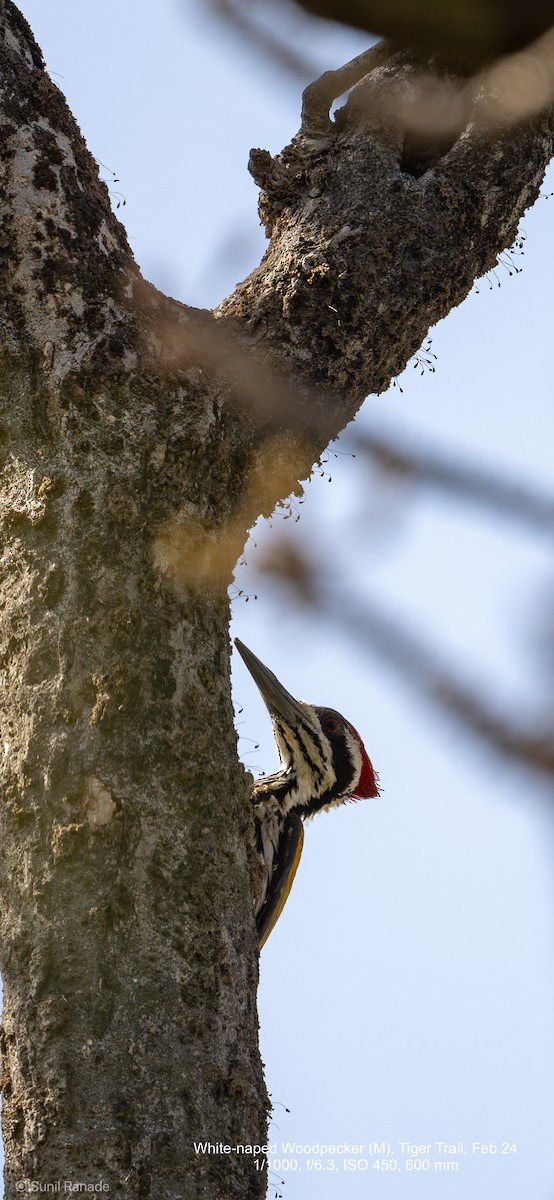 White-naped Woodpecker - ML617360176