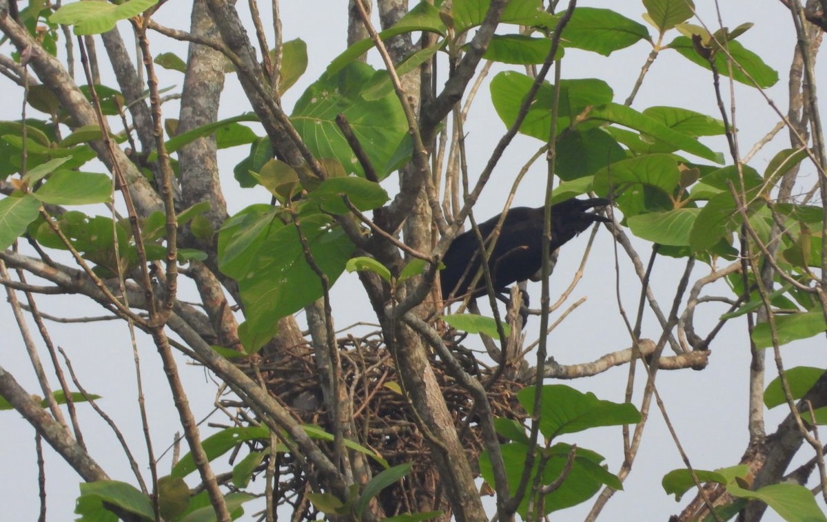 Large-billed Crow (Indian Jungle) - ML617360236