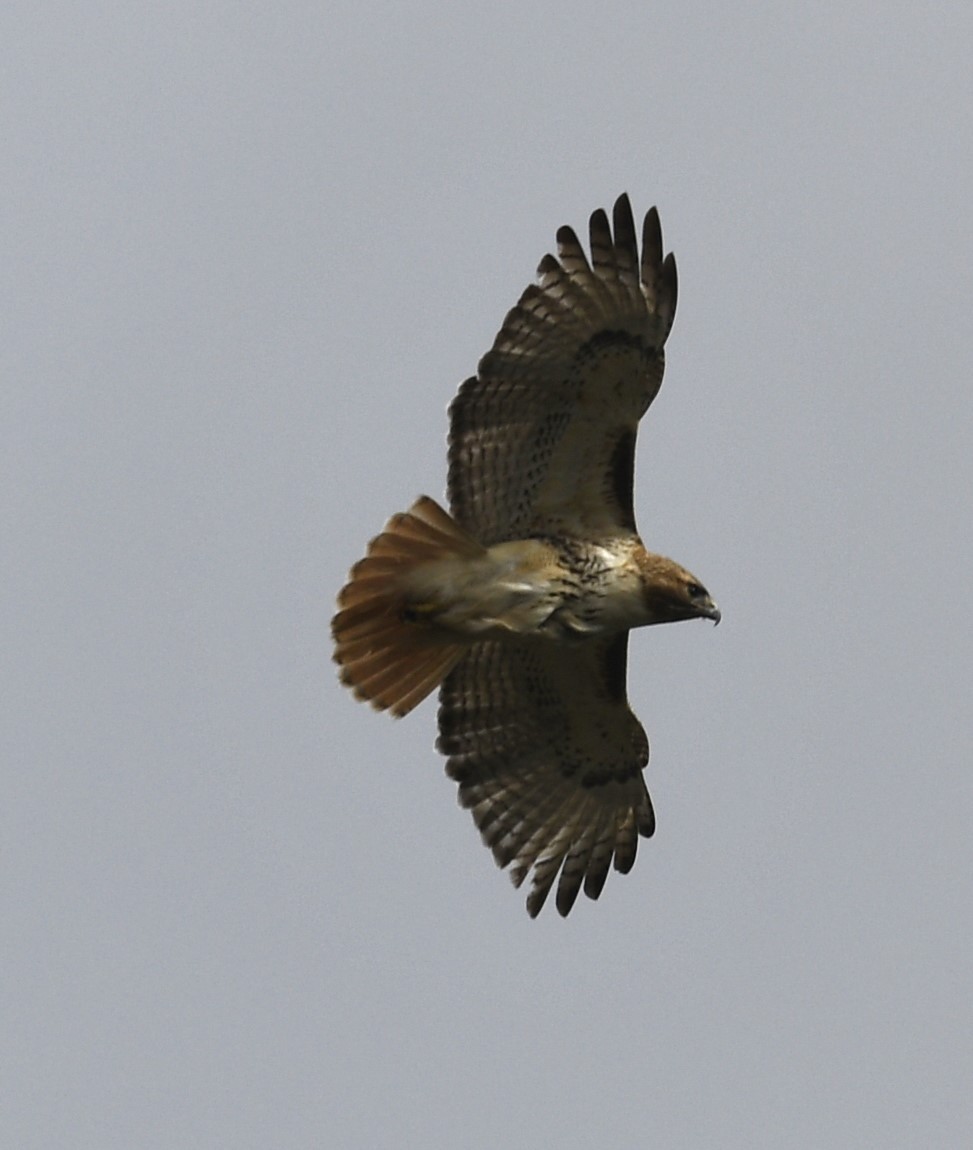 Red-tailed Hawk - ML617360251