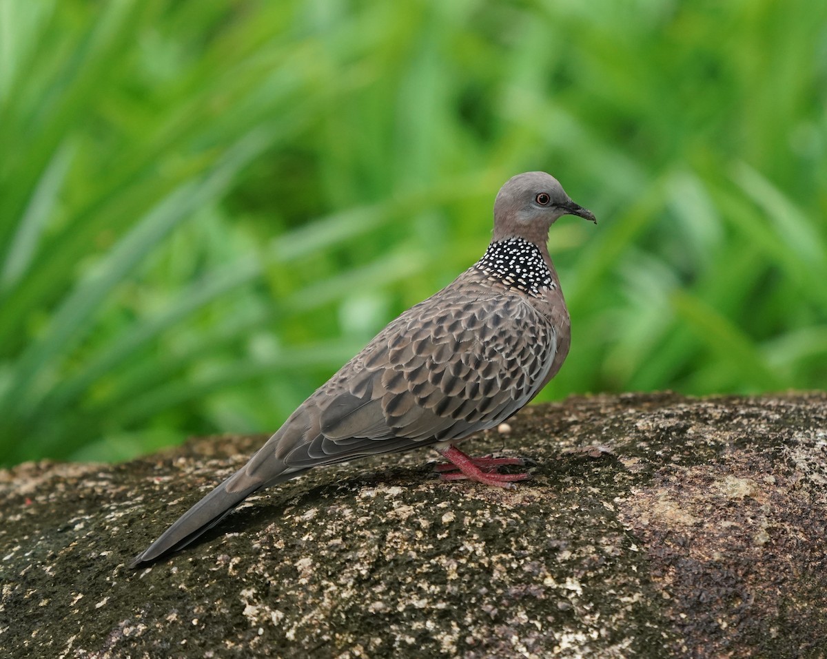 Spotted Dove - ML617360257