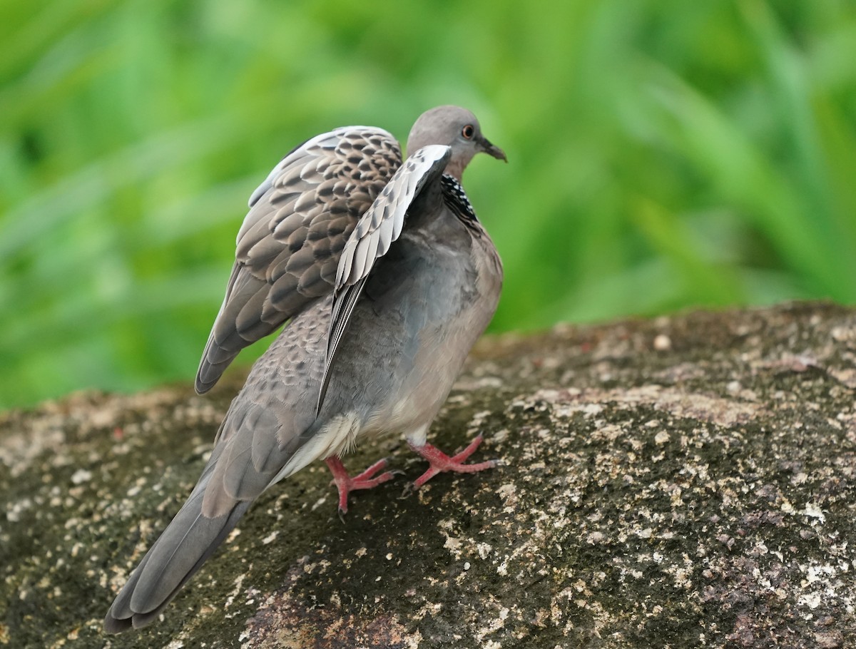 Spotted Dove - ML617360258