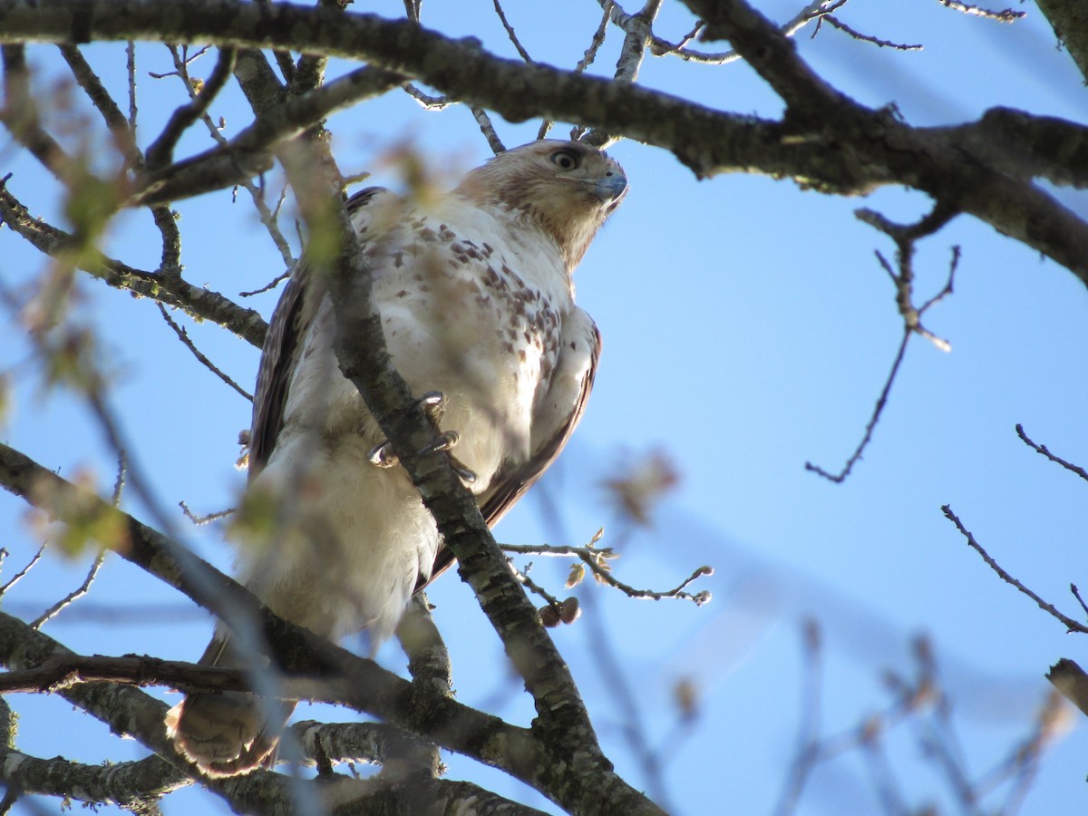 Red-tailed Hawk - ML617360292