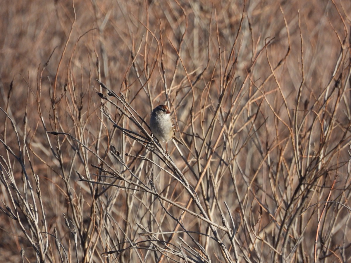 White-crowned Sparrow - ML617360312