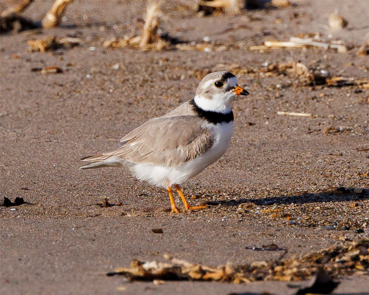 Piping Plover - ML617360329