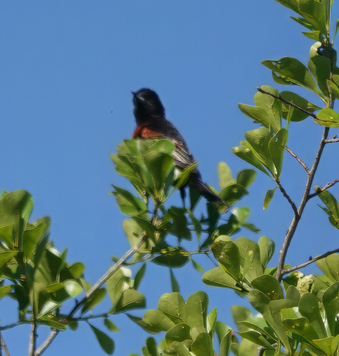 Orchard Oriole - ML617360330